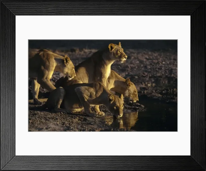 Framed Print : Picture No. 11051050 Framed Print : Picture No. 11051050