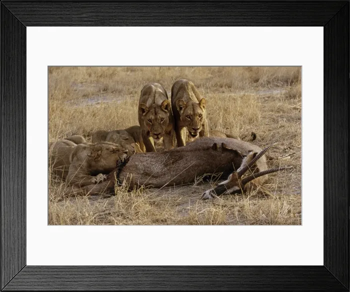 Framed Print : Picture No. 11051047 Framed Print : Picture No. 11051047