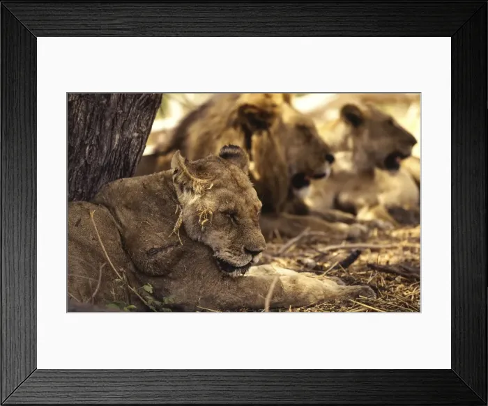 Framed Print : Picture No. 11051051 Framed Print : Picture No. 11051051