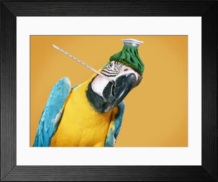 Framed Print : Picture No. 11051999