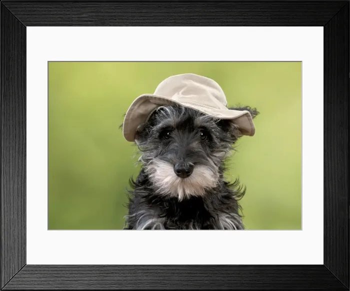 Framed Print : Picture No. 11051059 Framed Print : Picture No. 11051059