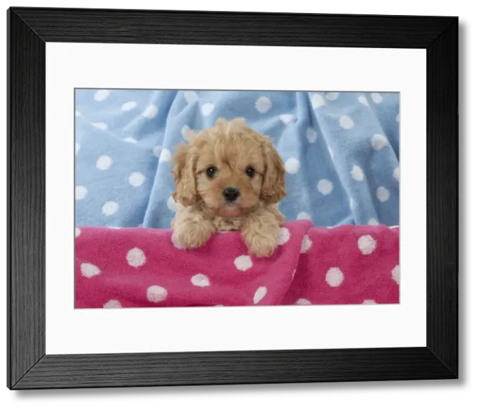 Framed Print : Picture No. 11051066 Framed Print : Picture No. 11051066