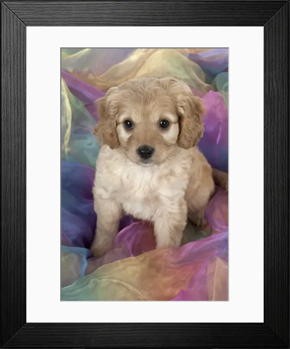 Framed Print : Picture No. 11051067 Framed Print : Picture No. 11051067
