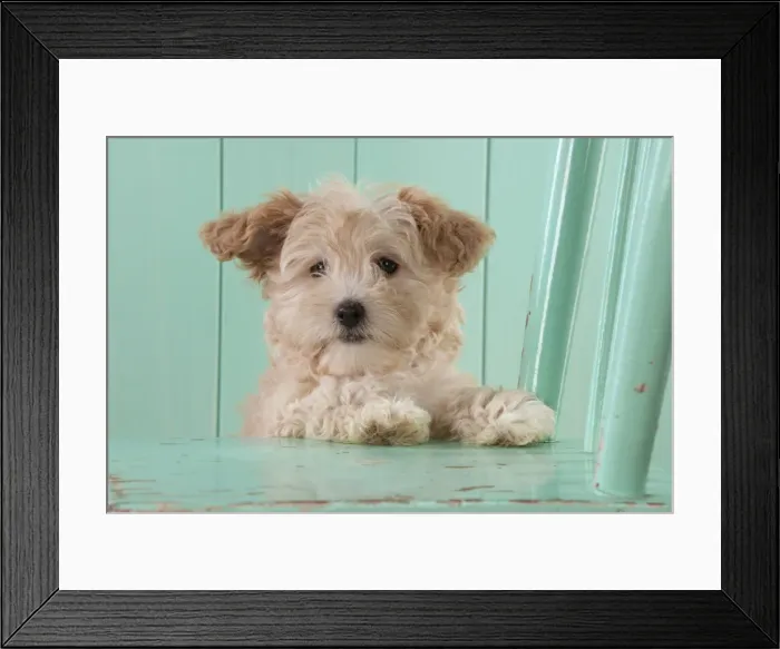 Framed Print : Picture No. 11051075 Framed Print : Picture No. 11051075