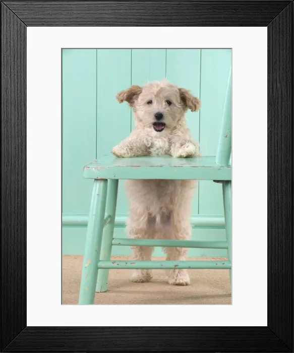 Framed Print : Picture No. 11051076 Framed Print : Picture No. 11051076