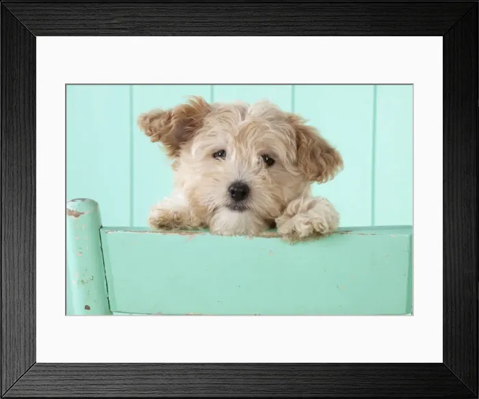 Framed Print : Picture No. 11051077 Framed Print : Picture No. 11051077