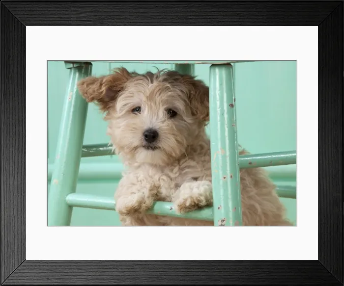 Framed Print : Picture No. 11051079 Framed Print : Picture No. 11051079