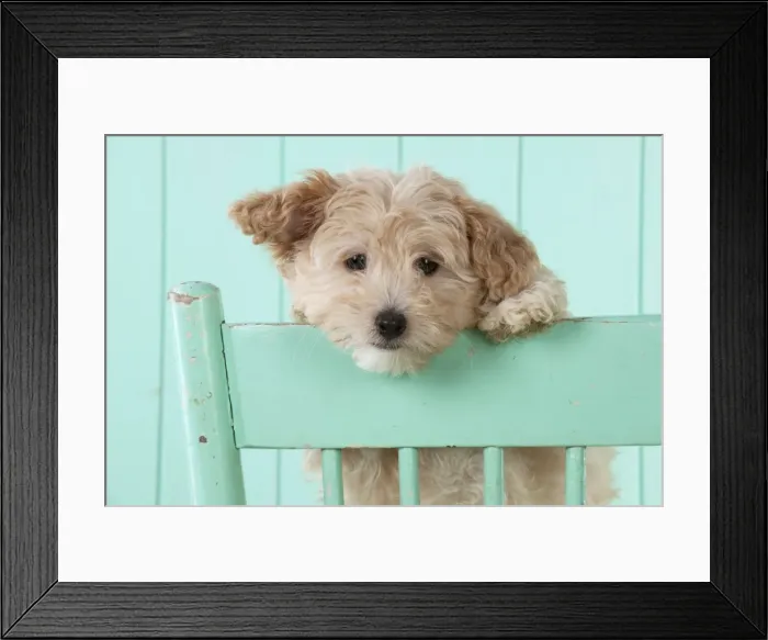 Framed Print : Picture No. 11051078 Framed Print : Picture No. 11051078