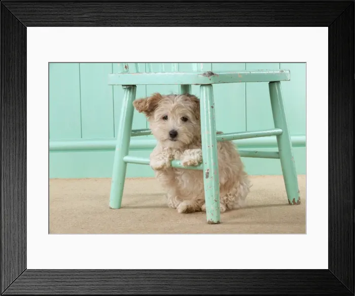 Framed Print : Picture No. 11051080 Framed Print : Picture No. 11051080