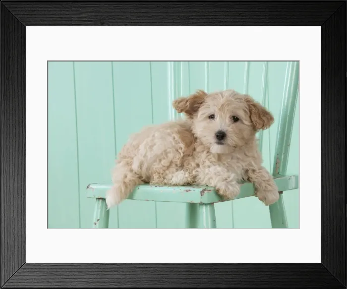 Framed Print : Picture No. 11051081 Framed Print : Picture No. 11051081