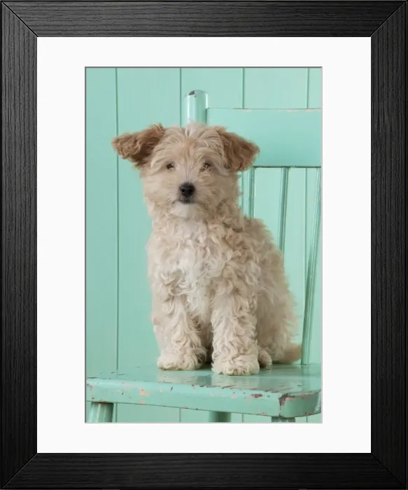 Framed Print : Picture No. 11051083 Framed Print : Picture No. 11051083