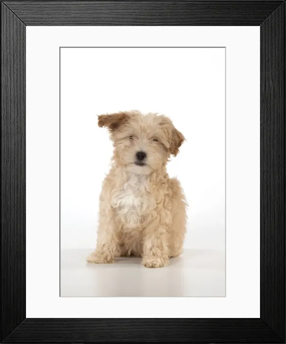 Framed Print : Picture No. 11051084 Framed Print : Picture No. 11051084