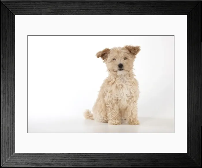 Framed Print : Picture No. 11051086