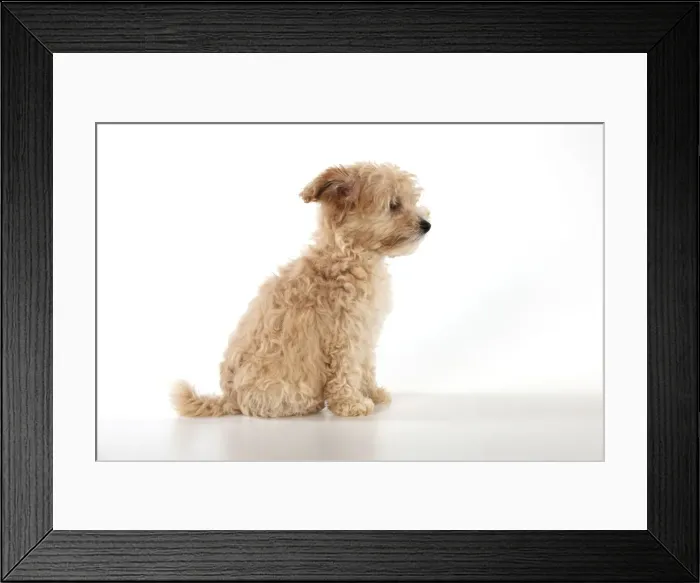 Framed Print : Picture No. 11051085 Framed Print : Picture No. 11051085