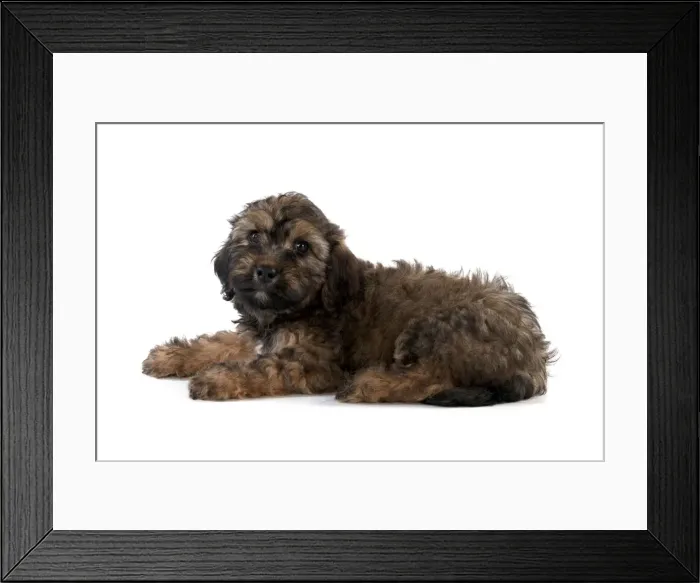 Framed Print : Picture No. 11051087 Framed Print : Picture No. 11051087