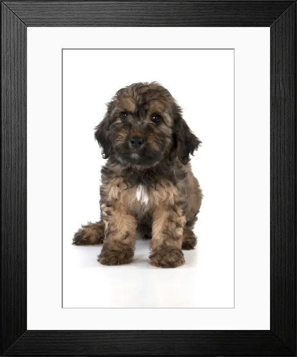 Framed Print : Picture No. 11051088 Framed Print : Picture No. 11051088