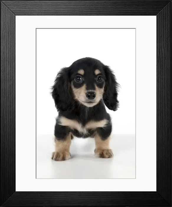 Framed Print : Picture No. 11051089 Framed Print : Picture No. 11051089