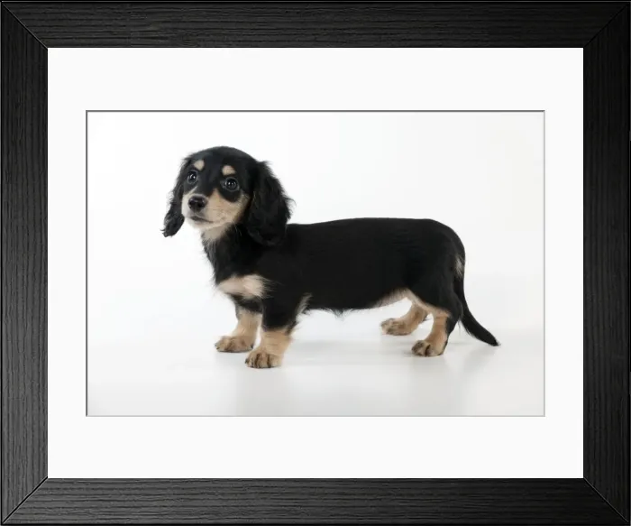 Framed Print : Picture No. 11051090 Framed Print : Picture No. 11051090