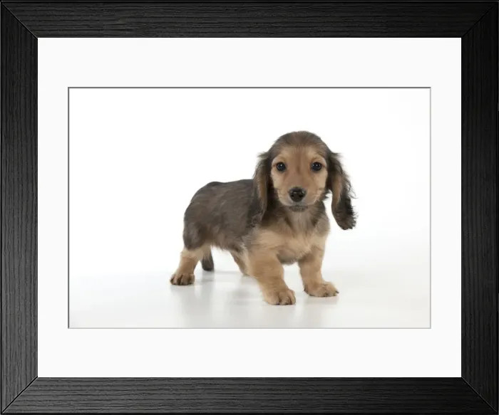 Framed Print : Picture No. 11051092 Framed Print : Picture No. 11051092
