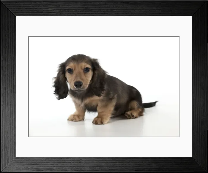 Framed Print : Picture No. 11051091 Framed Print : Picture No. 11051091
