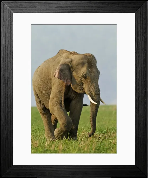 Framed Print : Picture No. 11051100 Framed Print : Picture No. 11051100