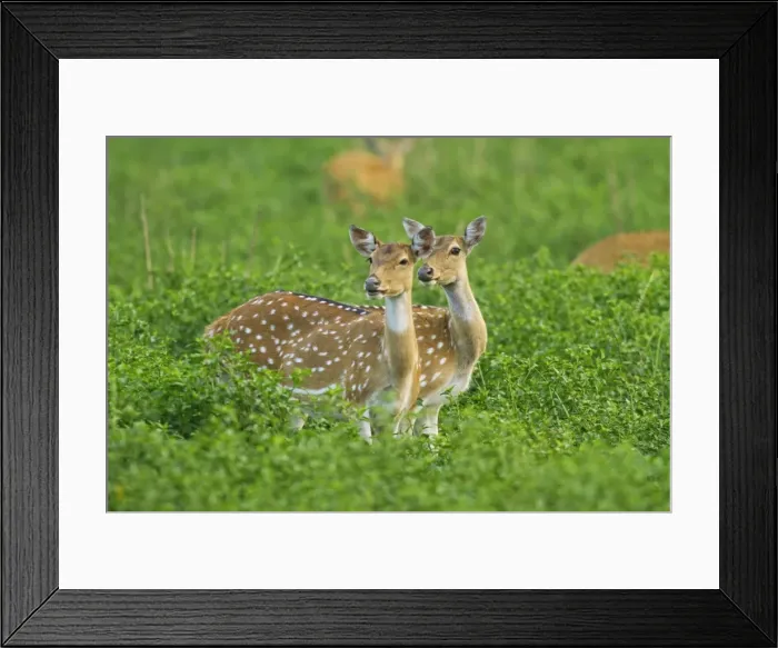 Framed Print : Picture No. 11051101 Framed Print : Picture No. 11051101