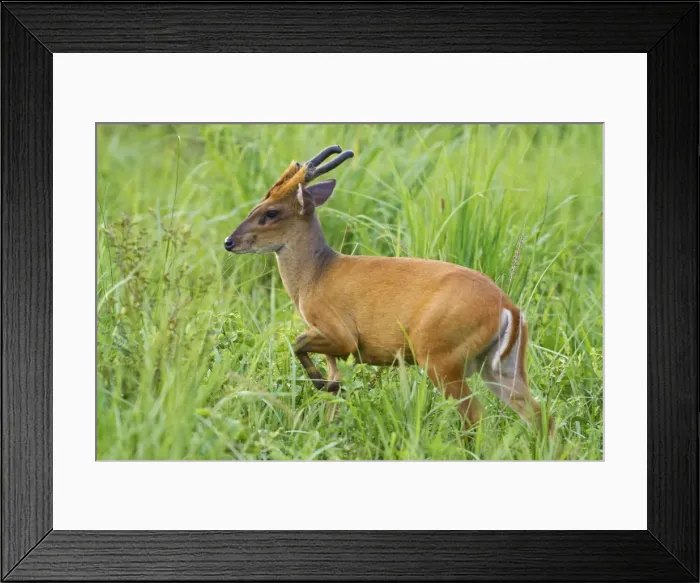 Framed Print : Picture No. 11051102 Framed Print : Picture No. 11051102
