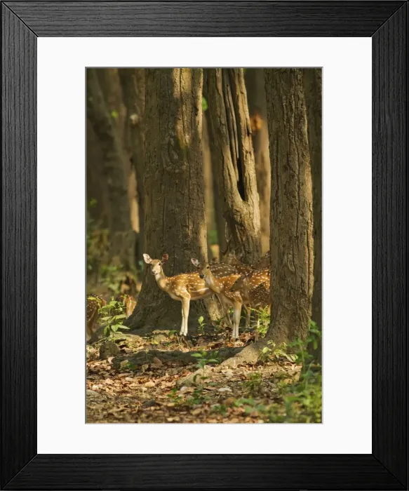 Framed Print : Picture No. 11051103