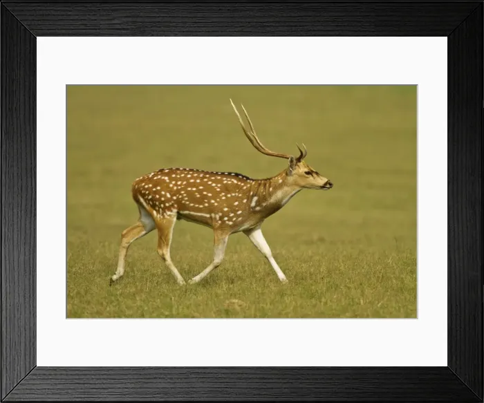 Framed Print : Picture No. 11051104 Framed Print : Picture No. 11051104