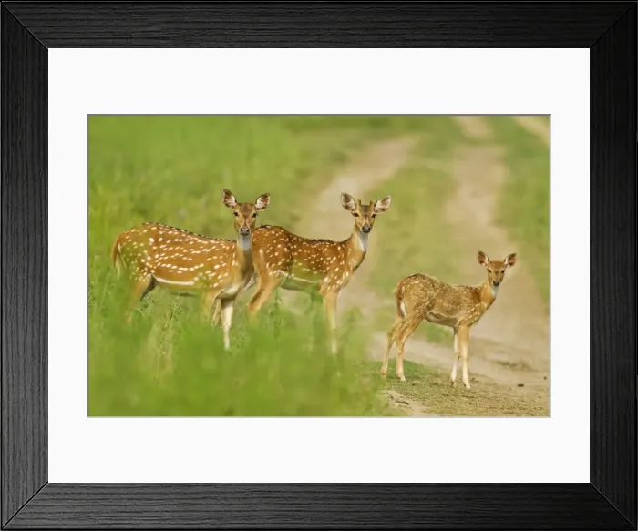 Framed Print : Picture No. 11051105