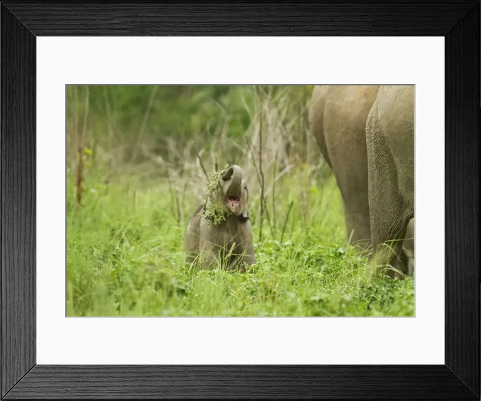 Framed Print : Picture No. 11051106 Framed Print : Picture No. 11051106