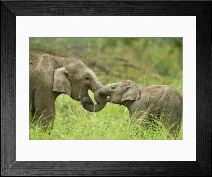 Framed Print : Picture No. 11051112 Framed Print : Picture No. 11051112