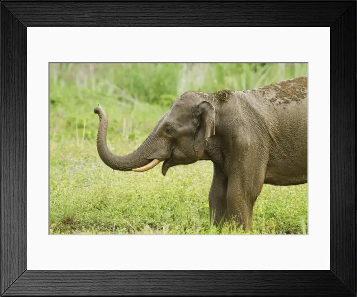 Framed Print : Picture No. 11051121 Framed Print : Picture No. 11051121