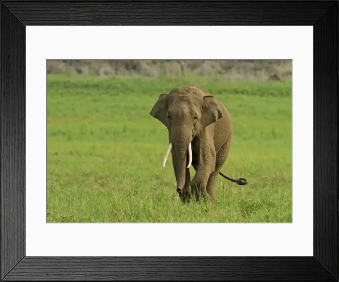 Framed Print : Picture No. 11051122 Framed Print : Picture No. 11051122