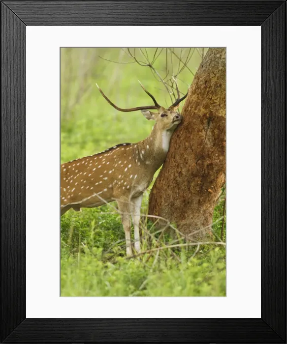 Framed Print : Picture No. 11051124 Framed Print : Picture No. 11051124