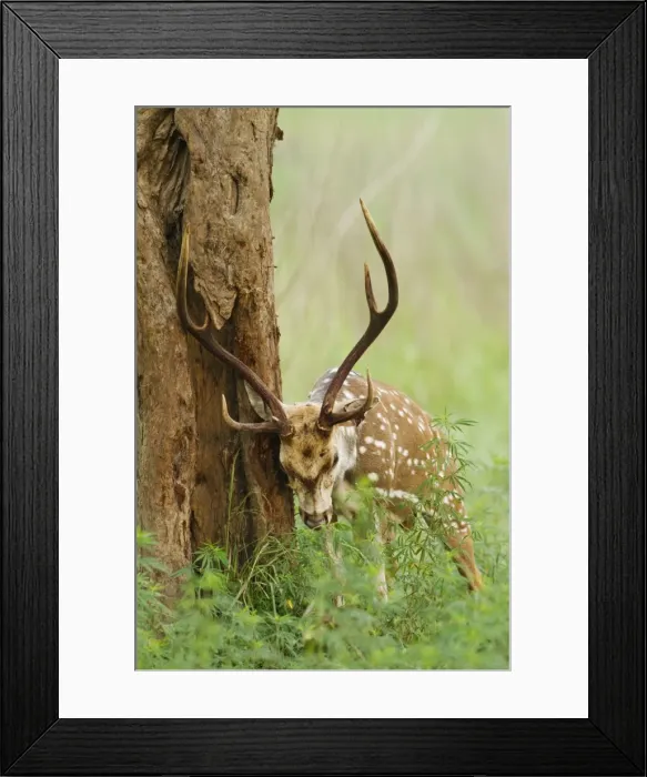 Framed Print : Picture No. 11051125 Framed Print : Picture No. 11051125