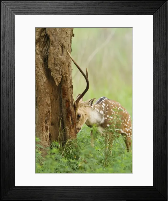 Framed Print : Picture No. 11051126 Framed Print : Picture No. 11051126
