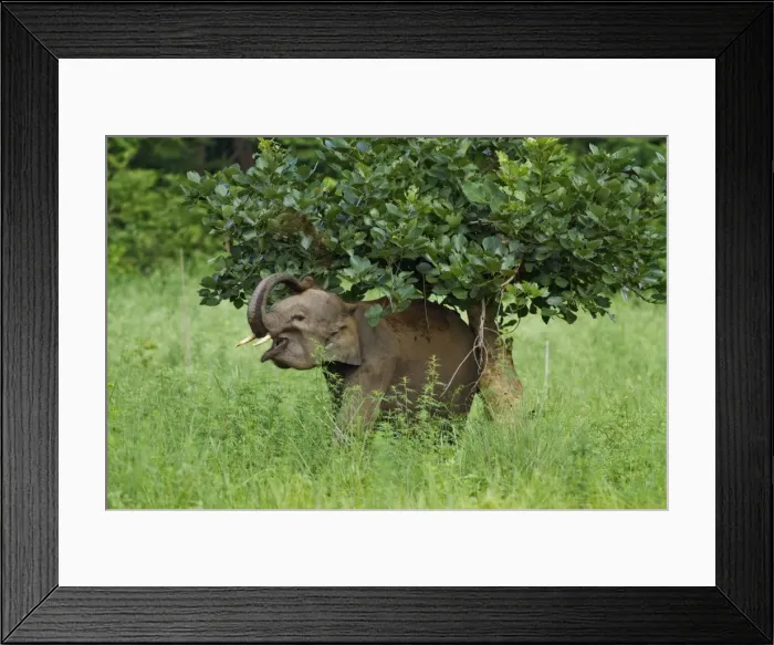 Framed Print : Picture No. 11051127 Framed Print : Picture No. 11051127