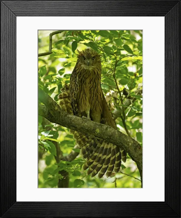 Framed Print : Picture No. 11051128 Framed Print : Picture No. 11051128