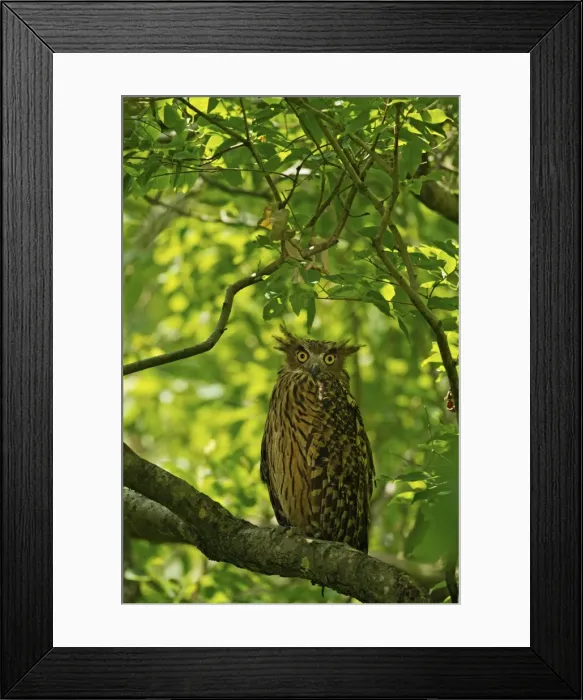 Framed Print : Picture No. 11051129 Framed Print : Picture No. 11051129