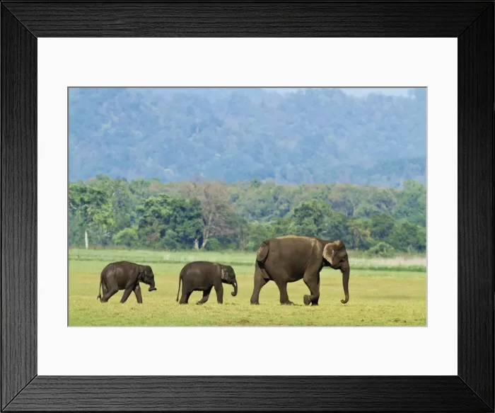 Framed Print : Picture No. 11051130 Framed Print : Picture No. 11051130