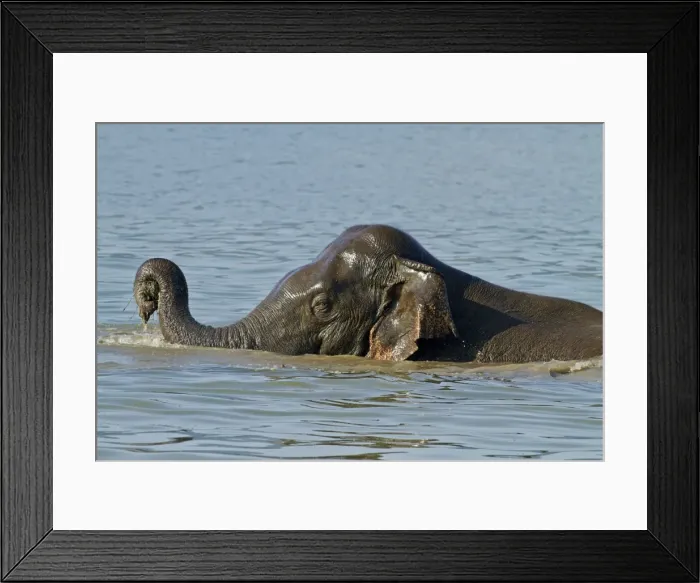 Framed Print : Picture No. 11051131 Framed Print : Picture No. 11051131