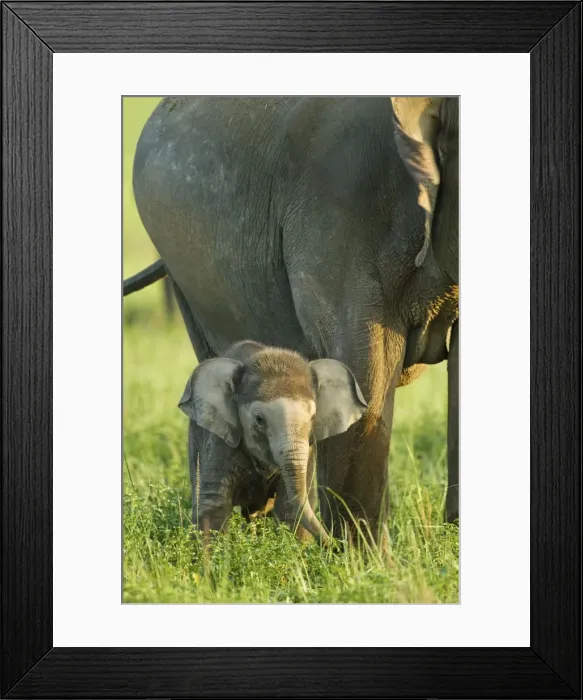 Framed Print : Picture No. 11051134