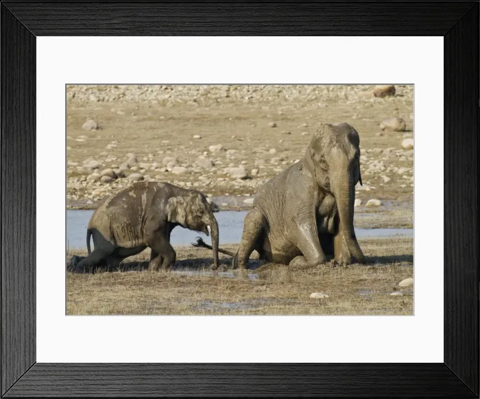 Framed Print : Picture No. 11051135