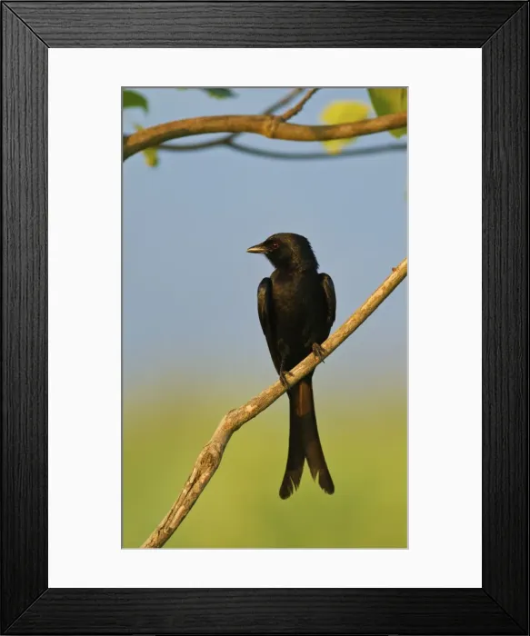 Framed Print : Picture No. 11051138 Framed Print : Picture No. 11051138