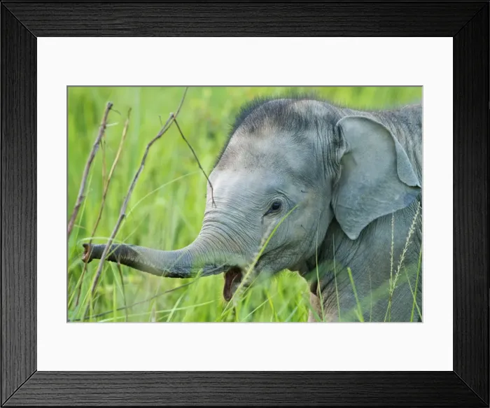 Framed Print : Picture No. 11051139 Framed Print : Picture No. 11051139