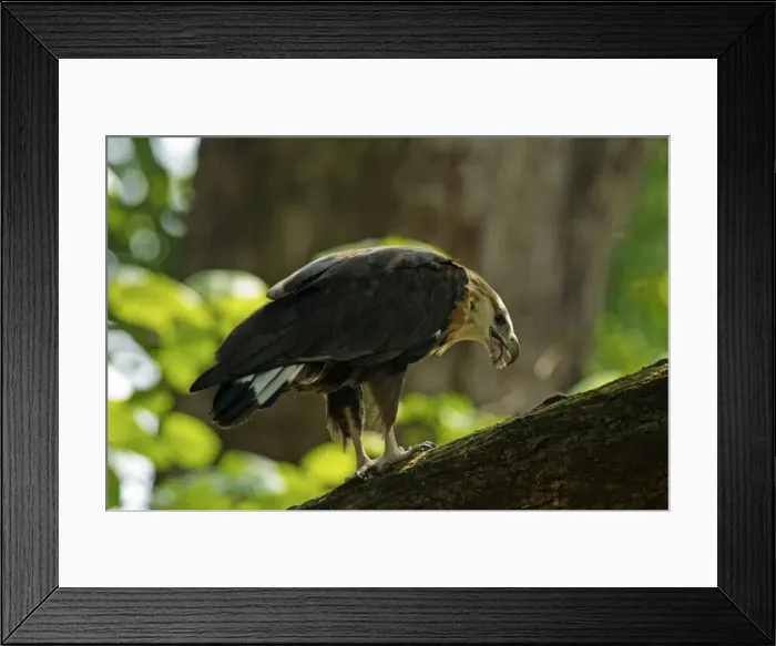 Framed Print : Picture No. 11051140