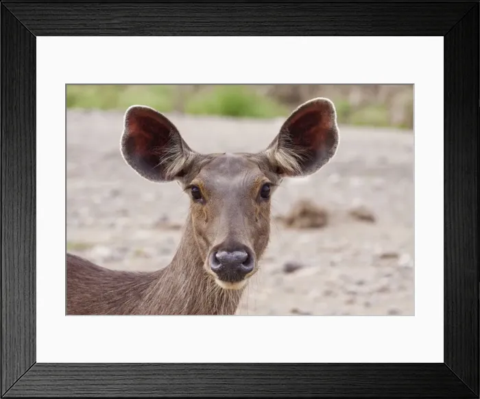 Framed Print : Picture No. 11051144