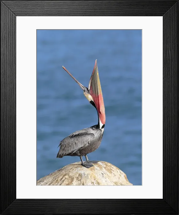 Framed Print : Picture No. 11051146 Framed Print : Picture No. 11051146