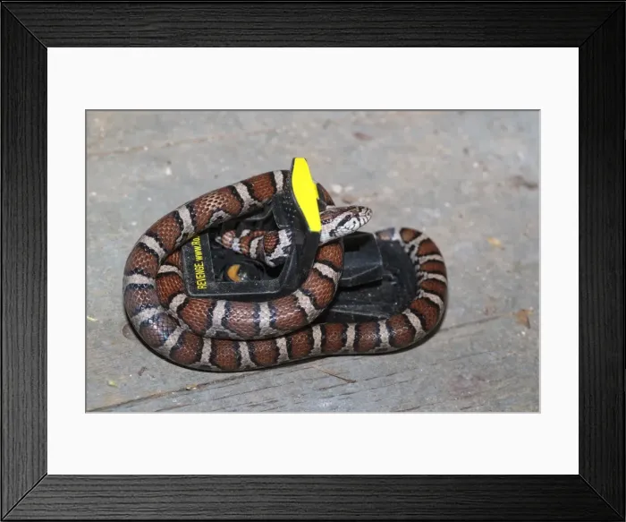 Framed Print : Picture No. 11051149 Framed Print : Picture No. 11051149